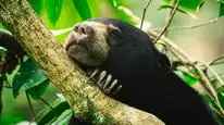 Tập 4 Bí Ẩn Về Thế Giới Động Vật