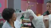 Tập 7 Chó già, trò mới