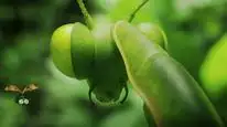 Tập Full Thung Lũng Kiến