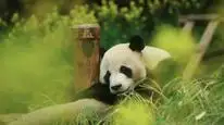 Tập Full Fu Bao: Bảo Bối Của Ông