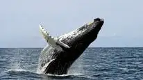 Tập 03 Ocean Giants