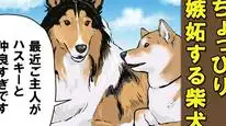 Tập 51 Ngày Tận Thế Với Chú Chó Shiba Của Tôi