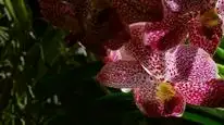 Tập 03 Kingdom of Plants