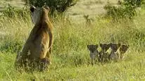 Tập 01 Serengeti