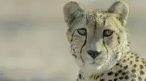 Tập Full Africa's Claws and Jaws