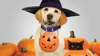 Tập Full Chú Chó Cứu Halloween