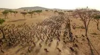 Tập 03 Serengeti
