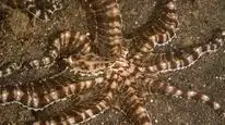 Tập 1 Secrets of the Octopus