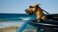 Tập Full Marmaduke: Khuấy Động Mùa Hè