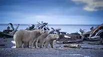 Tập 3 Alaska: Vương Quốc Băng Giá