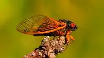 Tập Full Big Bug
