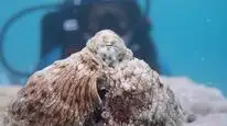 Tập 3 Secrets of the Octopus