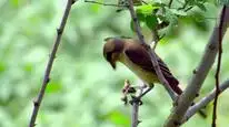Tập 9 Hành tinh kỳ quái
