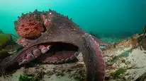 Tập 2 Secrets of the Octopus