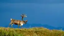 Tập 2 Alaska: Vương Quốc Băng Giá