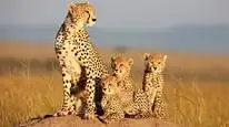 Tập Full African Cats