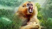 Tập 02 David Attenborough: Thế giới bí mật của âm thanh