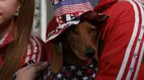 Tập Full Wiener Dog Internationals