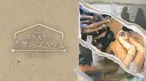 Tập 5 Điện Hạ Đại Nhân Chọc Không Nổi