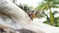 Tập 02 Những Quái Vật Tý Hon