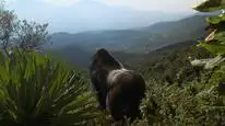 Tập Full Hành Trình Của Khỉ Đột - Qua Giọng Kể David Attenborough