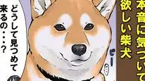 Tập 54 Ngày Tận Thế Với Chú Chó Shiba Của Tôi