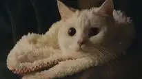 Tập 1 Meow, Chàng Trai Bí Ẩn