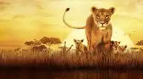 Tập 06 Serengeti