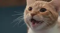 Tập Full Những chú mèo nghĩ gì