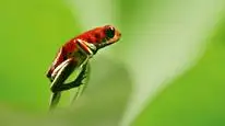 Tập 01 David Attenborough: Sự sống đầy màu sắc
