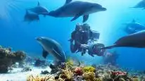 Tập Full Diving with Dolphins