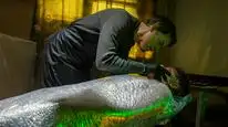 Tập 3 Dexter: Hồi Sinh