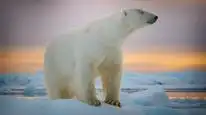 Tập 01 Big Beasts