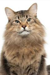 Tonic the Cat