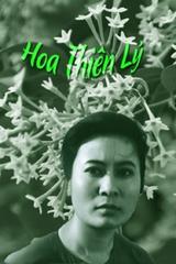 Hoa Thiên Lý