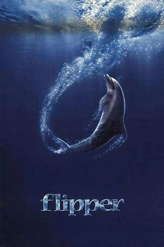 Chú Cá Heo Flipper