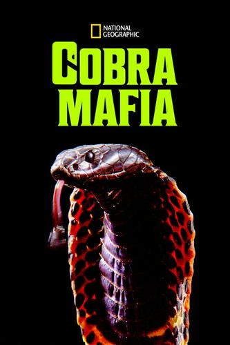 Mafia Rắn Hổ Mang